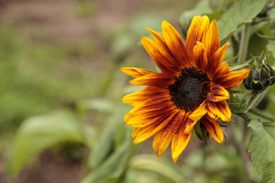 Close-up of yellow flower blooming outdoors