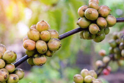 Close-up of fruits growing on plant
