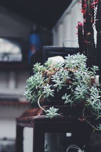 Close-up of potted plant