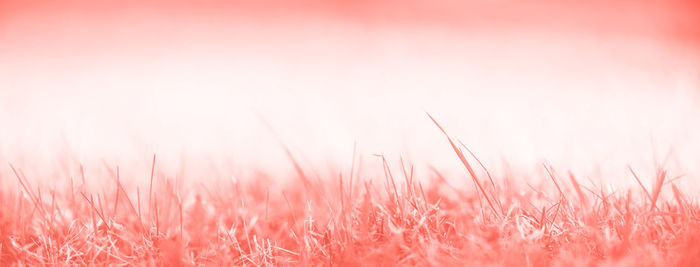 Close-up of fresh pink plants on field against sky