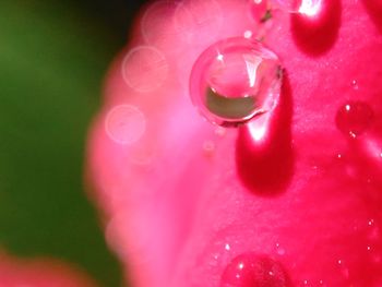 Close-up of water drops on flower