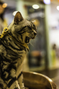 Close-up of a cat looking away