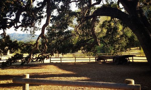 Trees in park against sky