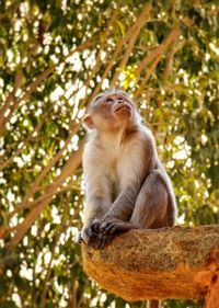 Low angle view of monkey sitting on tree