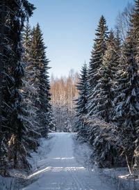 Snow covered pine trees against sky during winter with winter path