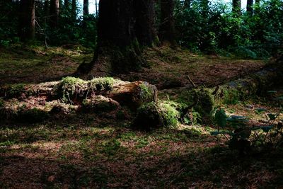 Trees in forest