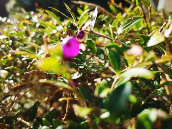 Close-up of purple flowering plant