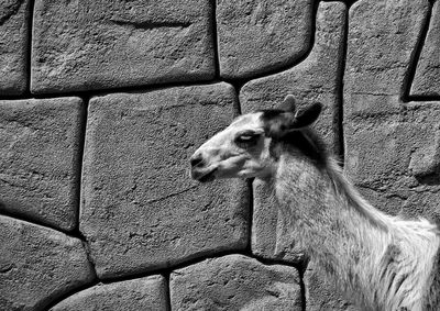 Side view of llama against stone wall