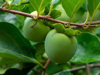 Close-up of fruit growing on tree