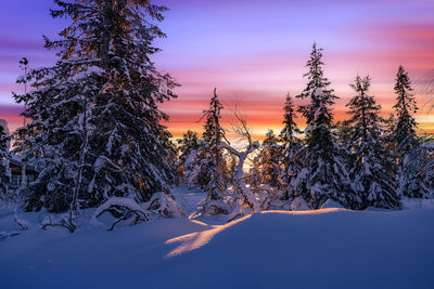 Trees on snow covered landscape