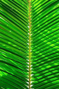 Full frame shot of palm tree leaves