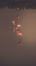 View of birds on the beach