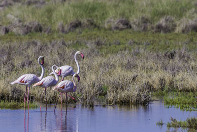 Flamingos at wetland
