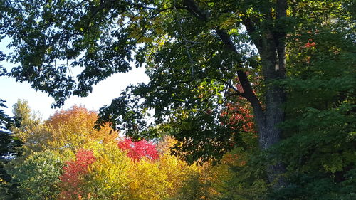 Low angle view of trees