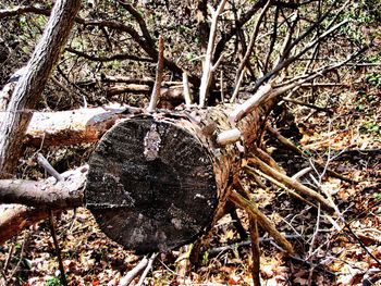 Close-up of dead tree trunk