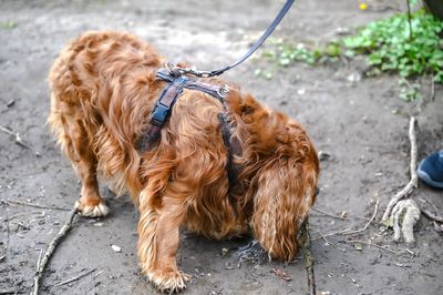 Portrait of a dog on footpath