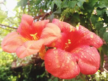 Close-up of fresh red hibiscus blooming in park