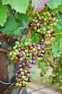 Close-up of grapes growing in vineyard