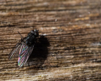 Close-up of wooden plank