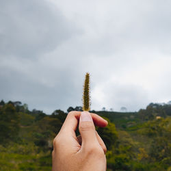 Close-up of hand holding plant against sky