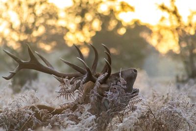 Close-up of deer on field