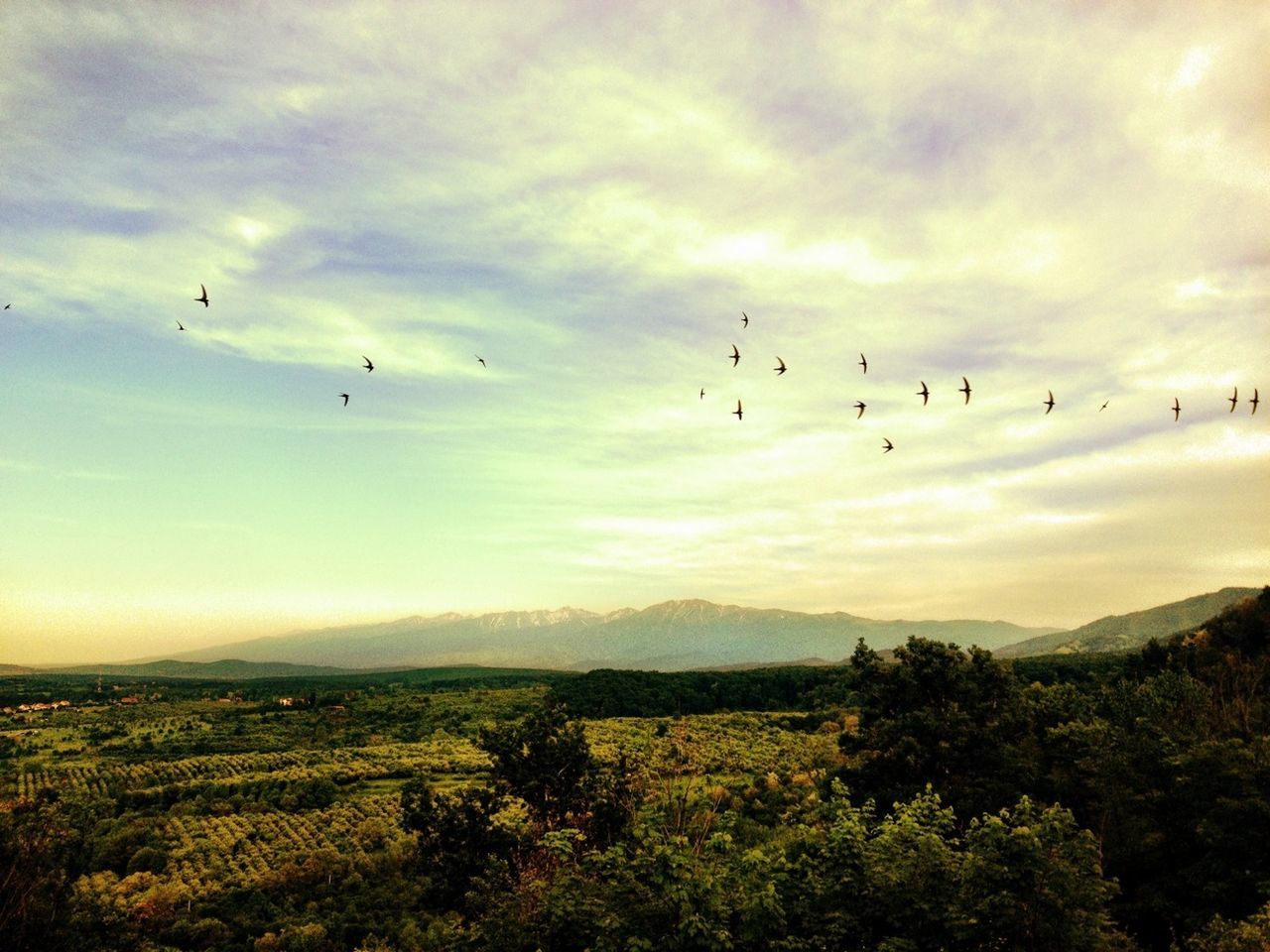 bird, flying, animal themes, animals in the wild, wildlife, flock of birds, sky, landscape, cloud - sky, beauty in nature, nature, tranquil scene, medium group of animals, mid-air, scenics, mountain, tranquility, cloud, tree