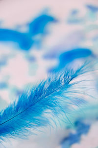 Close-up of feather against blue sky