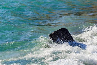 Sea turtle in water