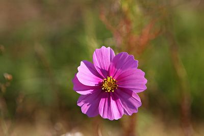 Close-up of pink cosmos flower