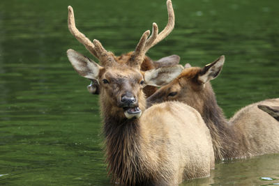 Portrait of deer in lake