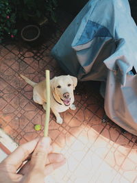 Midsection of woman with dog