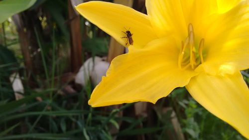 Close-up of bee on yellow flower