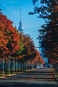 Trees in city during autumn