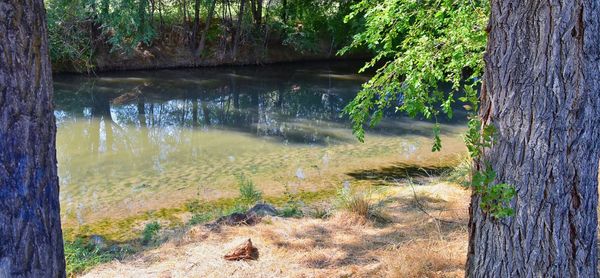 Scenic view of lake in forest