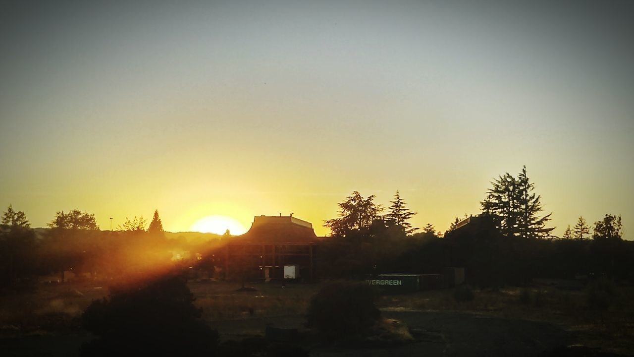 SILHOUETTE OF TREES AT SUNSET