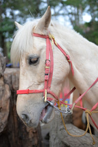 Close-up of a horse