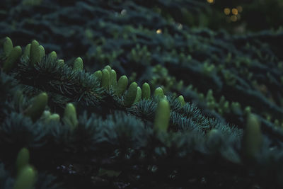 Close-up of fern growing on tree