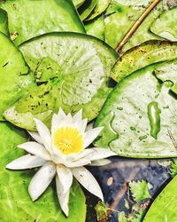 Close-up of lotus water lily in lake