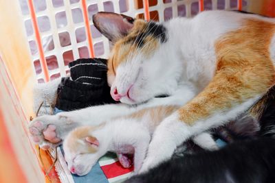 Cat sleeping in a home