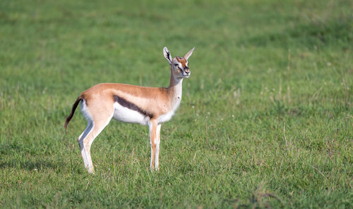 Side view of deer standing on field