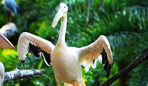 Close-up of pelican perching on tree