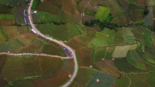 Full frame shot of agricultural field