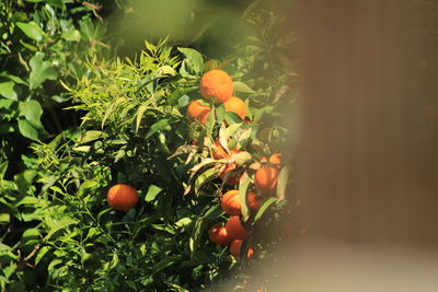 Fruits growing on tree