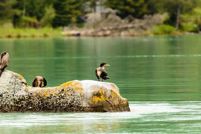 Wild ducks on rock at lake