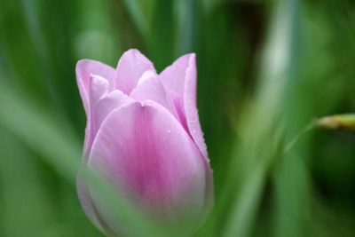 Close-up of pink rose flower