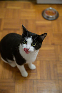 High angle view portrait of a cat