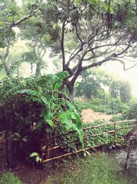 Plants growing on tree