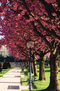 Pink cherry blossoms in park