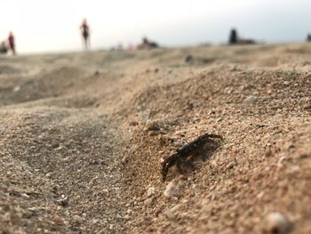 Close-up of lizard on sand at beach against sky