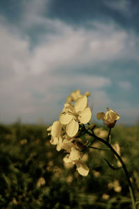 Close-up of yellow flowers blooming on tree against sky